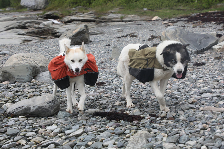 Laika Backpack for Dogs